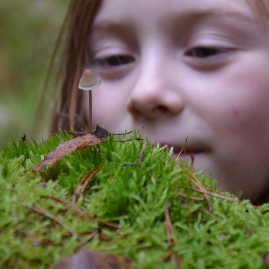 Bilden visar en närbild av en liten svamp som växer på en grön mossa. I bakgrunden, ur fokus, syns ...